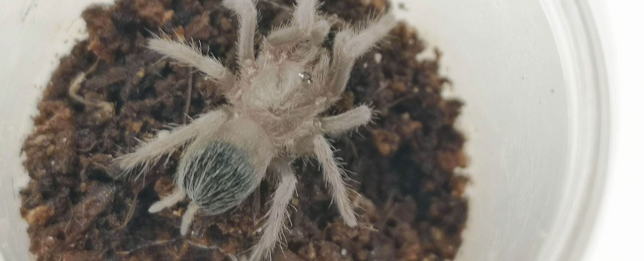 Lasiodora parahybana