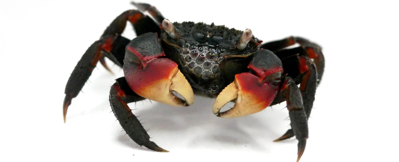 Krab spider (Neosarmatium meinerti)