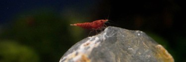 Krewetka sakura (Neocaridina davidi)