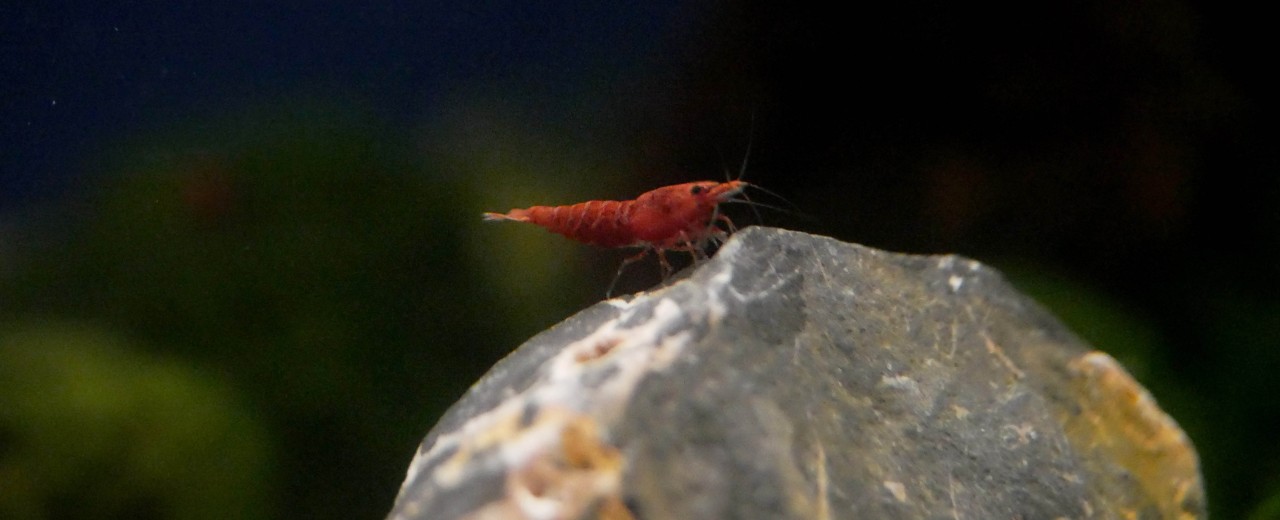 Krewetka sakura (Neocaridina davidi)