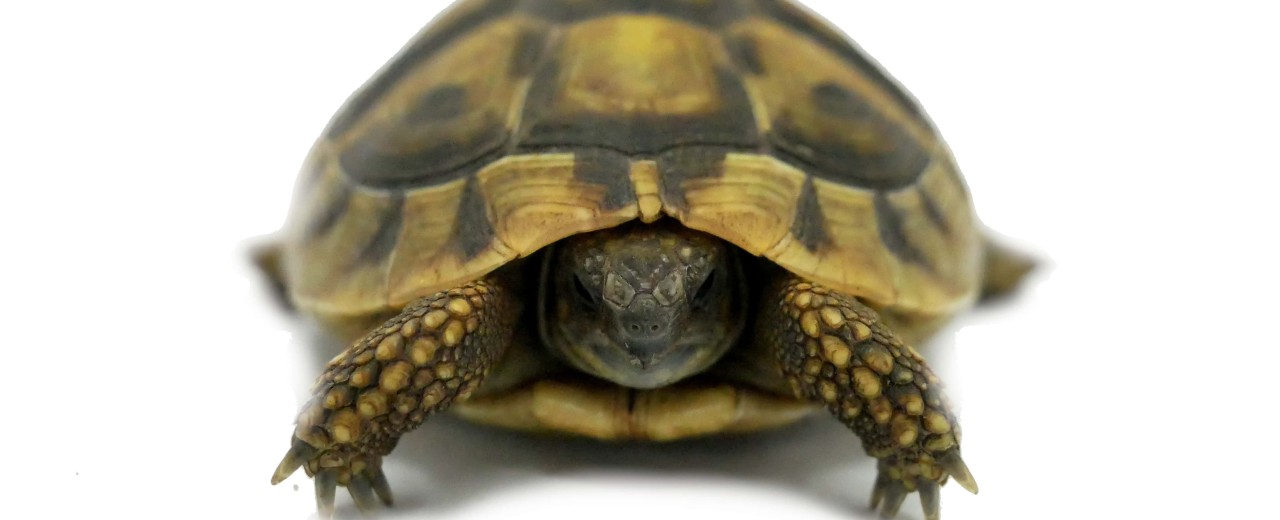 Żółw grecki (Testudo hermanni)