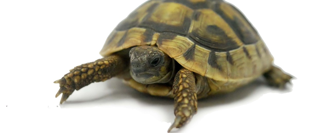 Żółw grecki (Testudo hermanni)