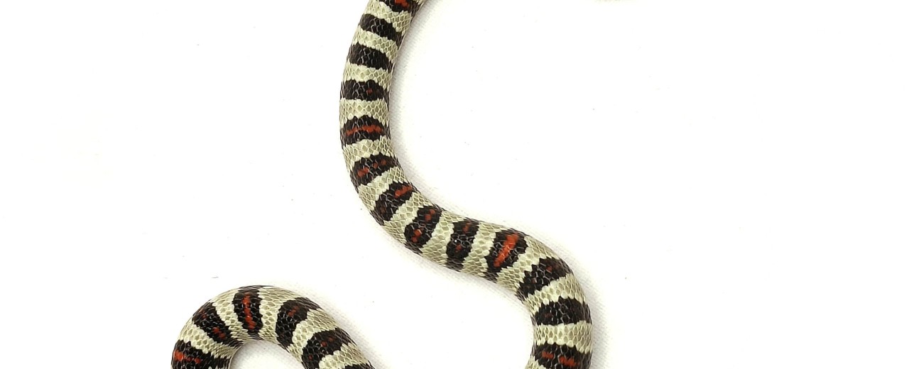 Lancetogłów meksykański (Lampropeltis mexicana)