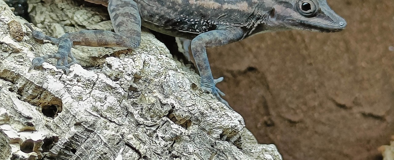 Anolis lucius