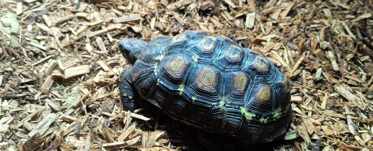 Zawiasek gładkobrzegi (Kinixys belliana)