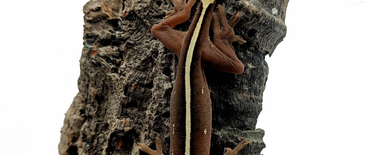 Gekon paskowany (Gekko vittatus)