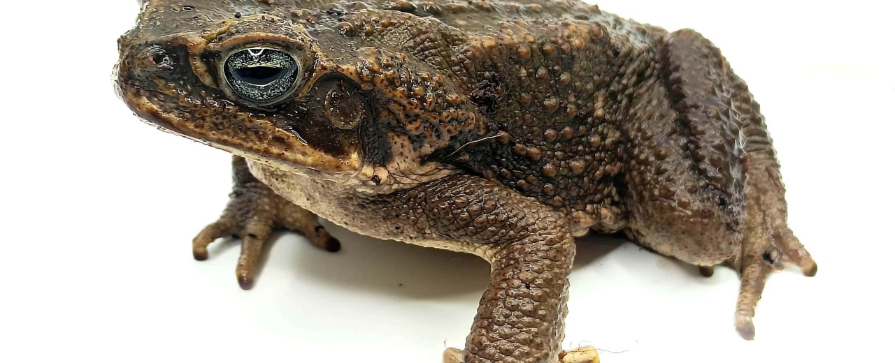 Ropucha Aga (Rhinella marina)