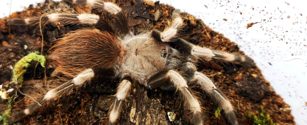 Vitalius chromatus (ex. Nhandu chromatus)