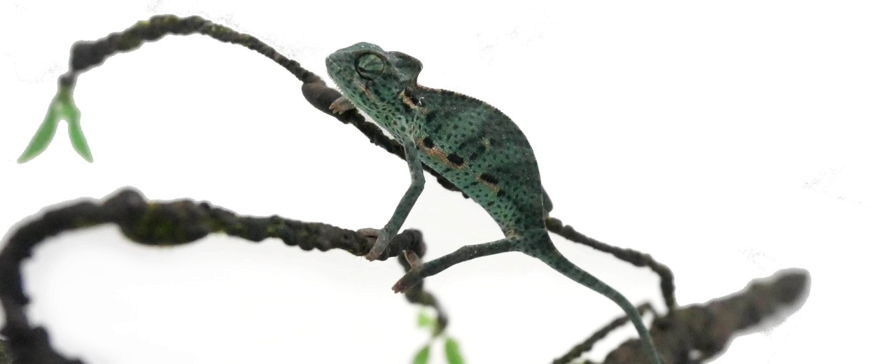 Kameleon jemeński (Chamaeleo calyptratus)