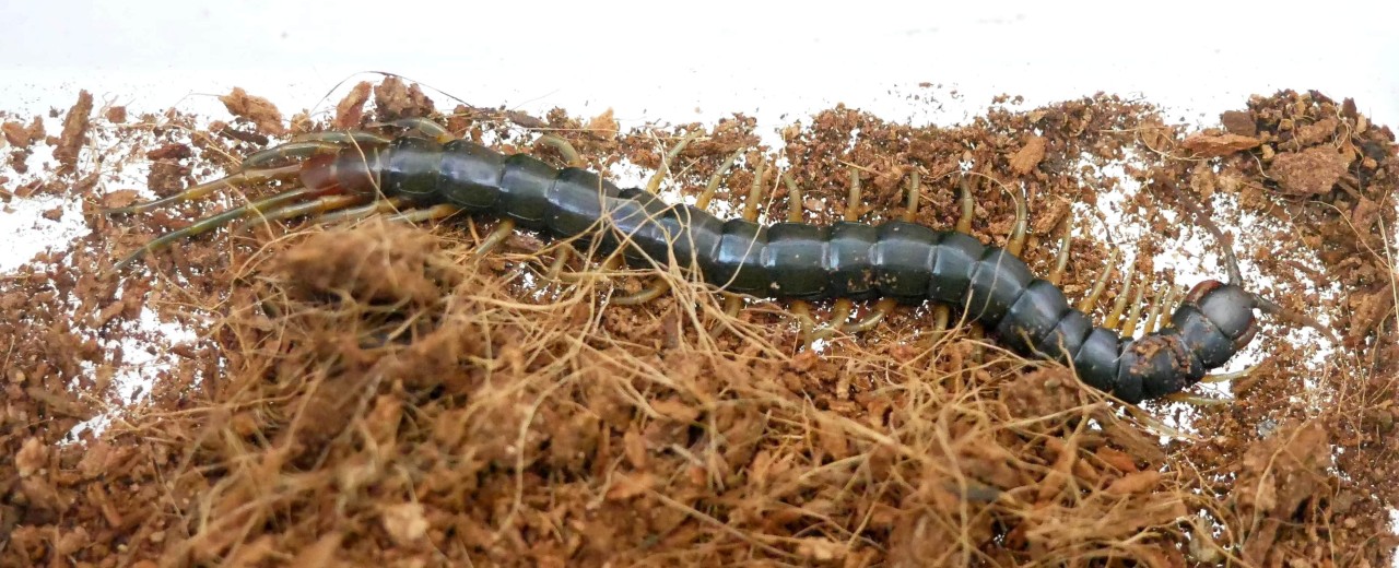 Scolopendra sp. Cameroon