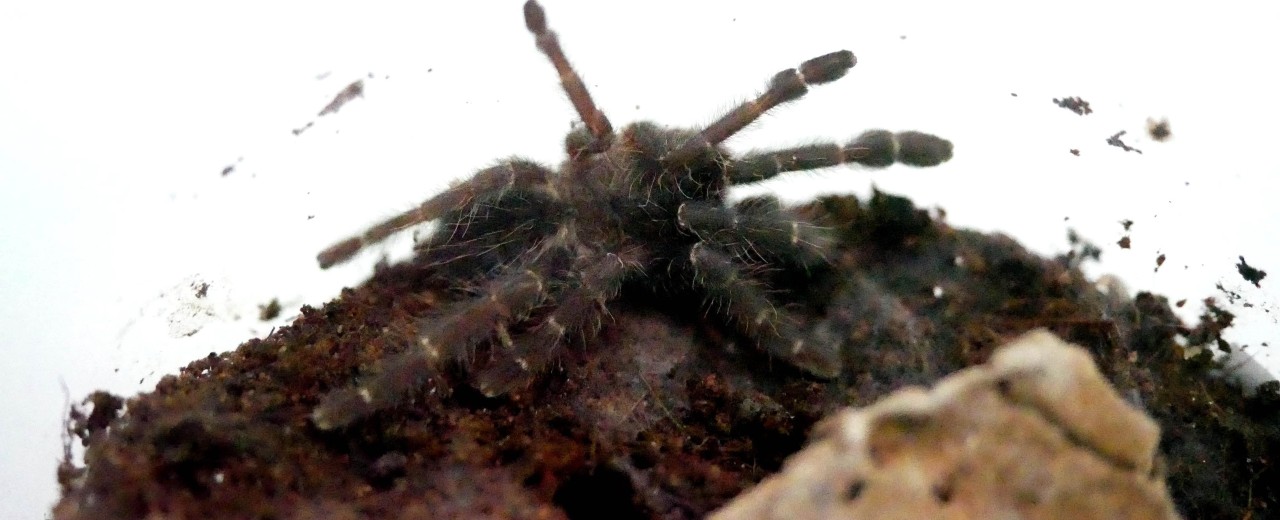 Cyriopagopus sp. Hati Hati