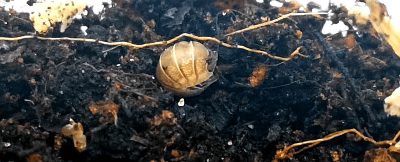 Armadillidium assimile