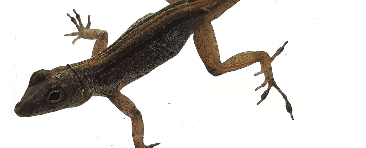 Anolis cristatellus 