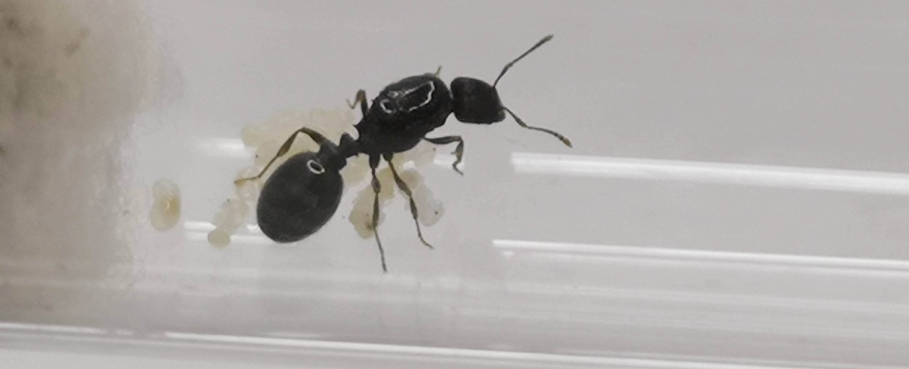 Tetramorium caespitum