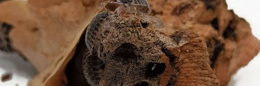 Porcellio flavomarginatus