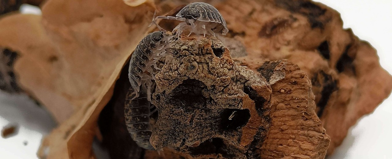 Porcellio flavomarginatus