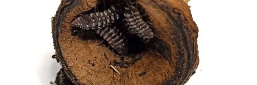 Armadillidium maculatum