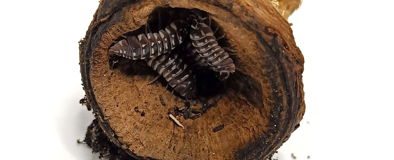 Armadillidium maculatum