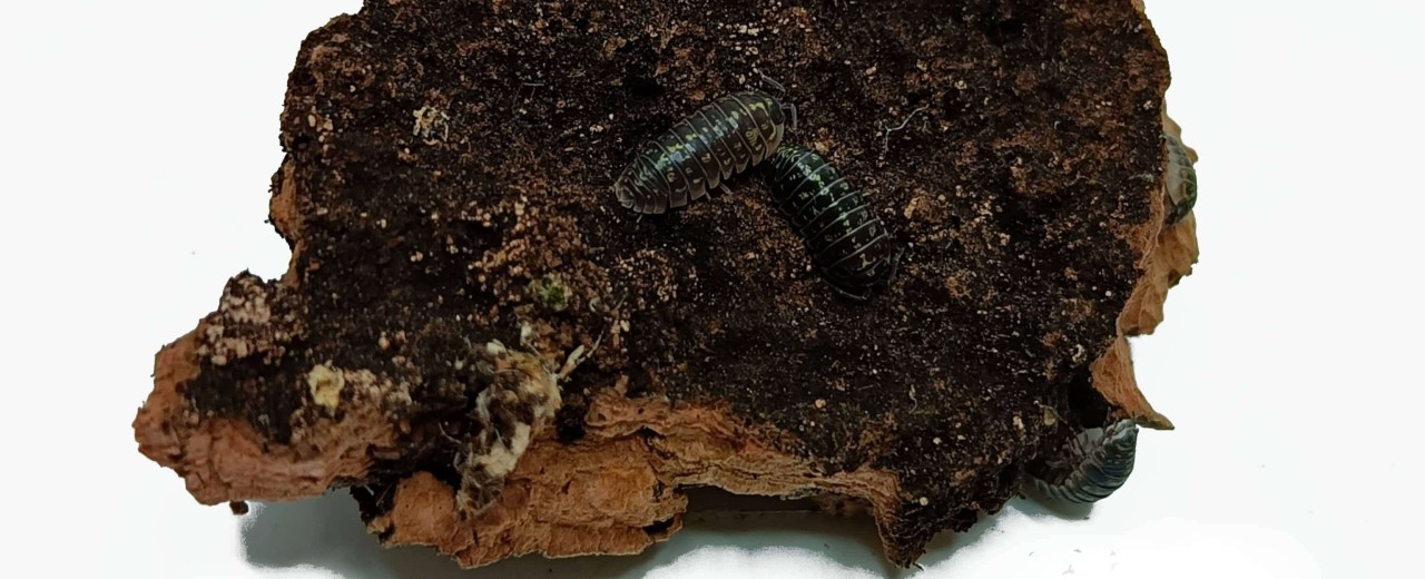 Armadillidium versiclolor