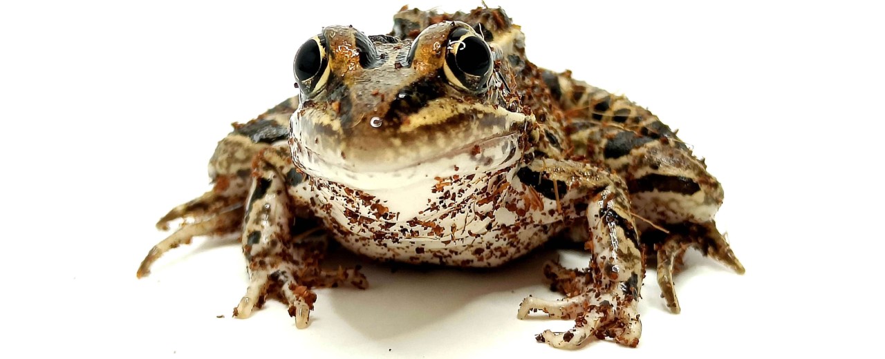 Żaba leopardowa (Lithobates pipiens)