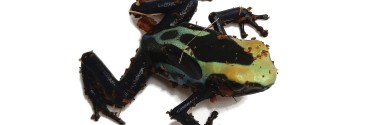 Drzewołaz malarski (Dendrobates tinctorius)