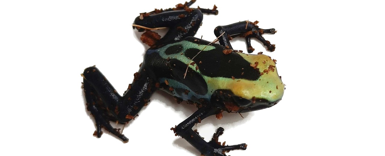 Drzewołaz malarski (Dendrobates tinctorius)