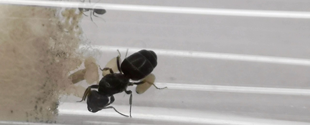 Lasius brunneus