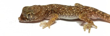 Stenodactylus sthenodactylus