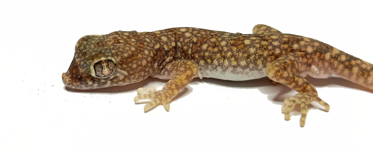 Stenodactylus sthenodactylus