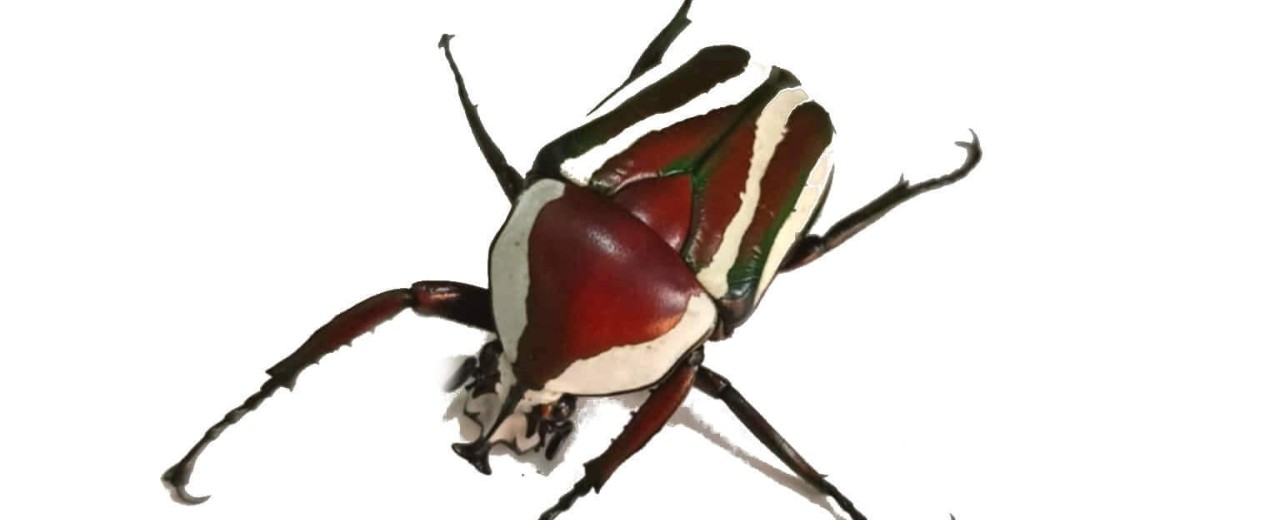 Dicronorrhina derbyana