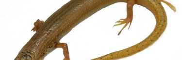 Ostajnica nakrapiana (Chalcides ocellatus)