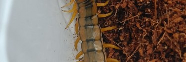 Skolopendra paskowana (Scolopendra cingulata)