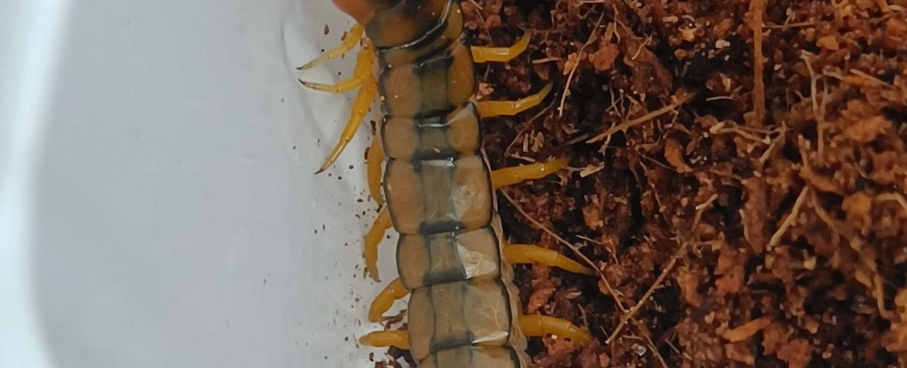 Skolopendra paskowana (Scolopendra cingulata)