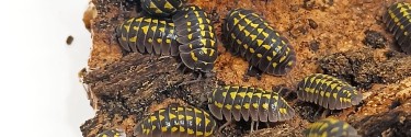  Armadillidium gestroi