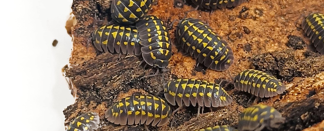  Armadillidium gestroi