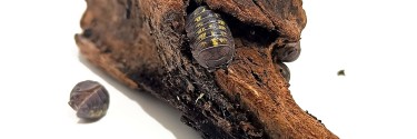 Armadillidium granulatum