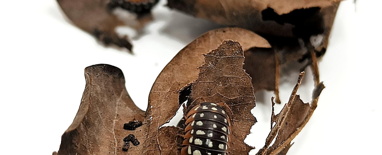 Armadillidium werneri