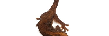 Correlophus sarasinorum