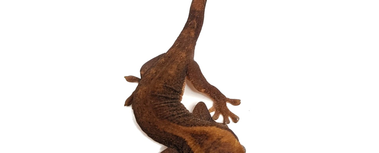 Correlophus sarasinorum