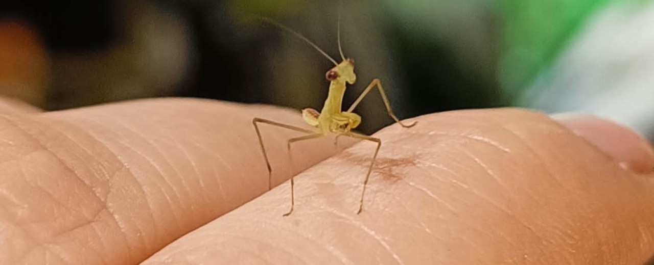 Sphodromantis lineola