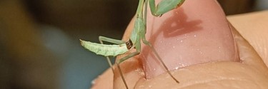 Stagmomantis limbata