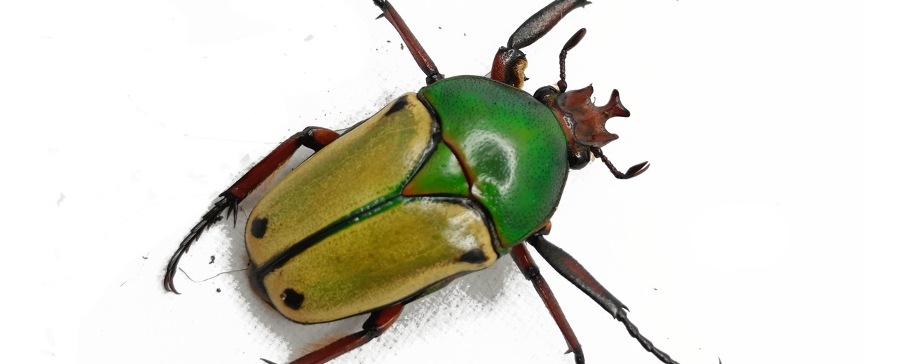 Eudicella loricata