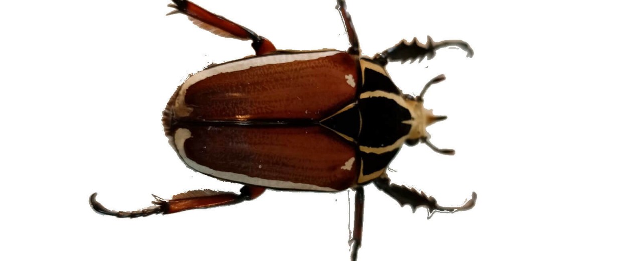 Mecynorhina torquata
