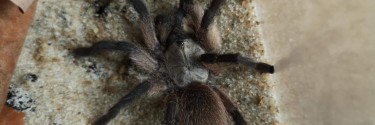 Monocentropus balfouri 