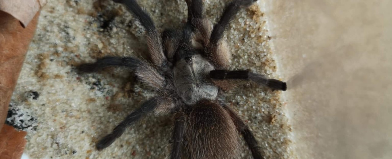 Monocentropus balfouri 