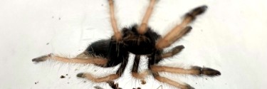 Psalmopoeus pulcher