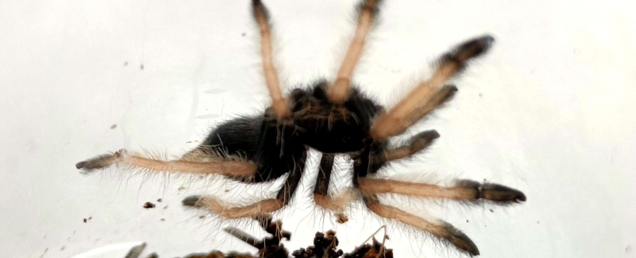 Psalmopoeus pulcher