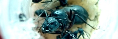 Camponotus cruentatus