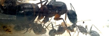 Camponotus barbaricus