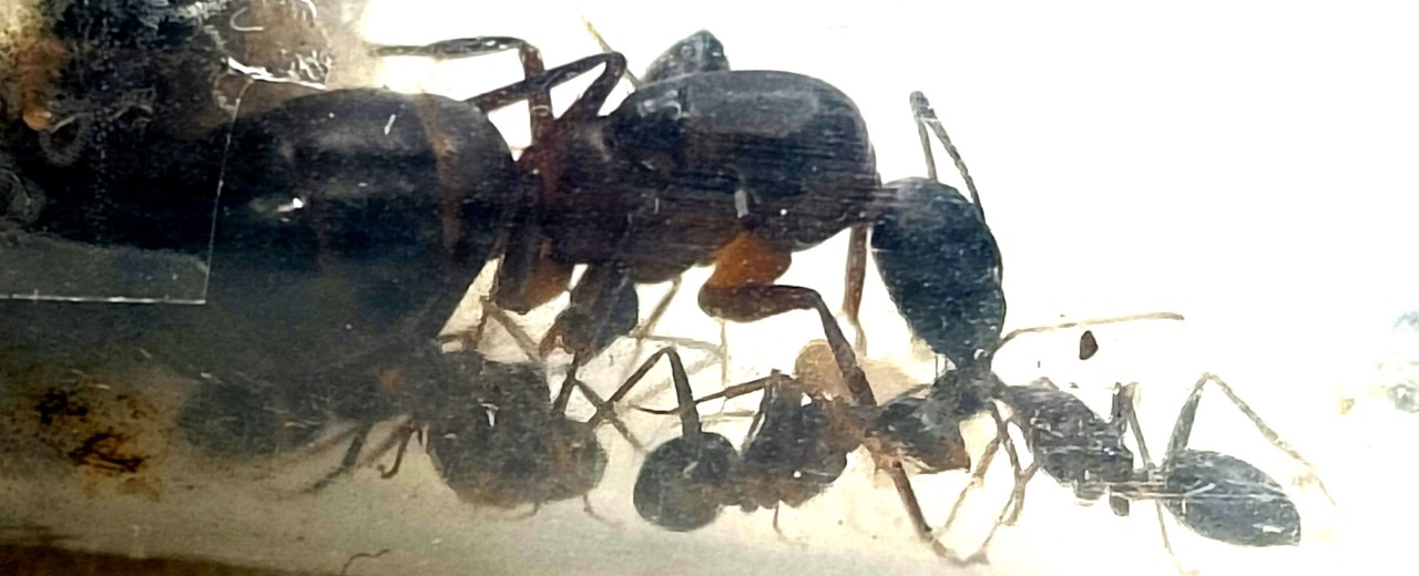 Camponotus barbaricus